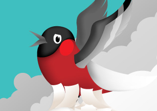 Bird illustration